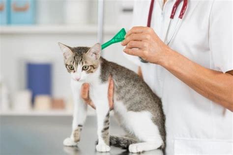 vermifuge chat pipette effets secondaires|Réaction Après Vermifuge Chat : Tout Savoir sur les Effets .